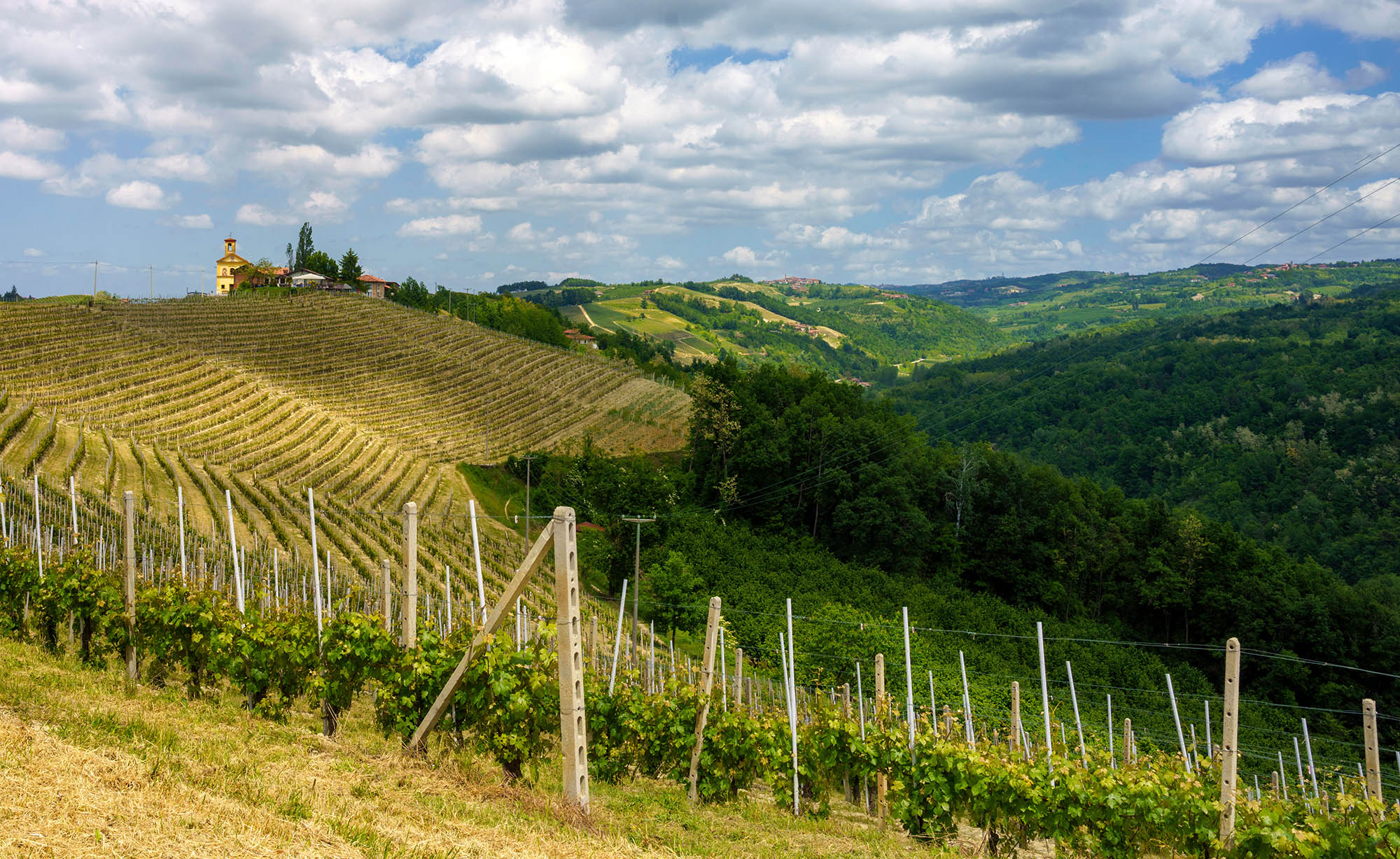 Landscape of Langhe, Piedmont, Italy near Dogliani at May